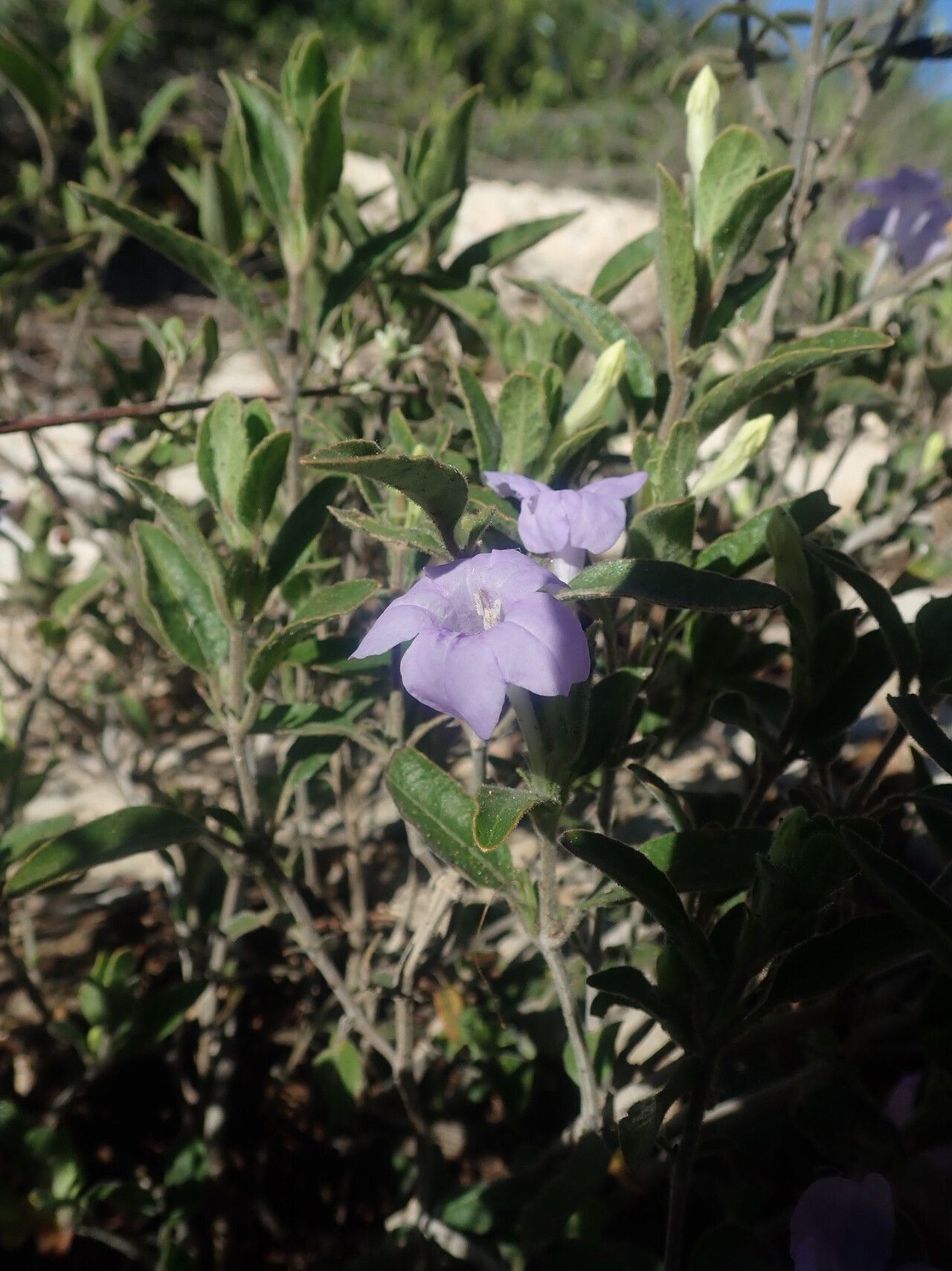 Ruellia transitoria — search result for 'Ruellia'