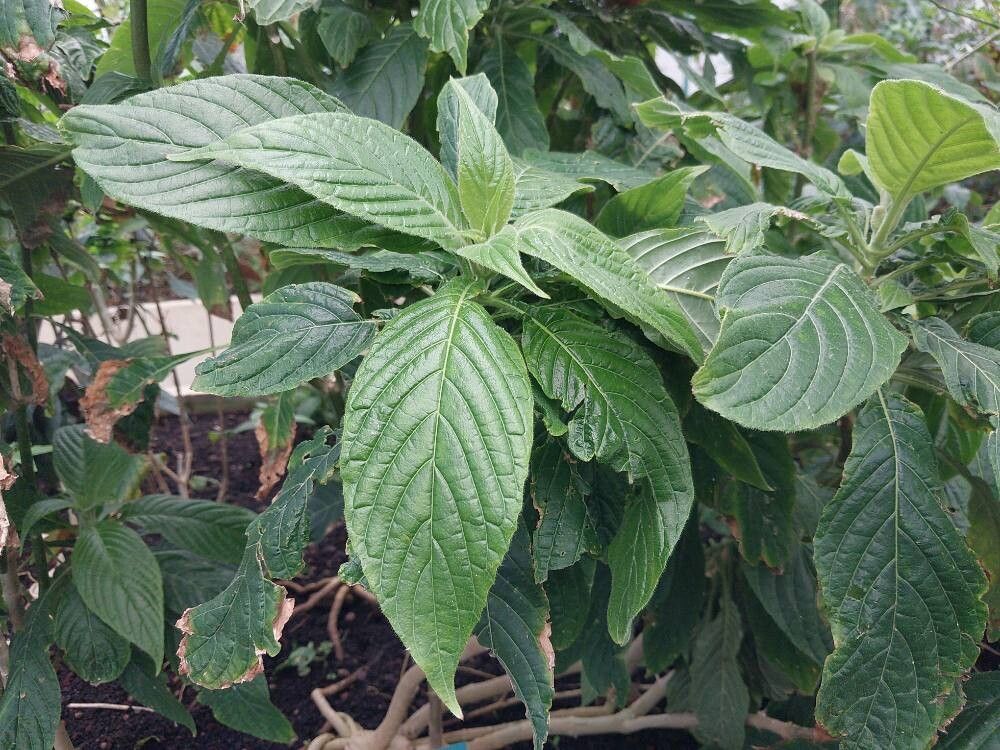 Pseuderanthemum velutinum — search result for 'Pseuderanthemum'