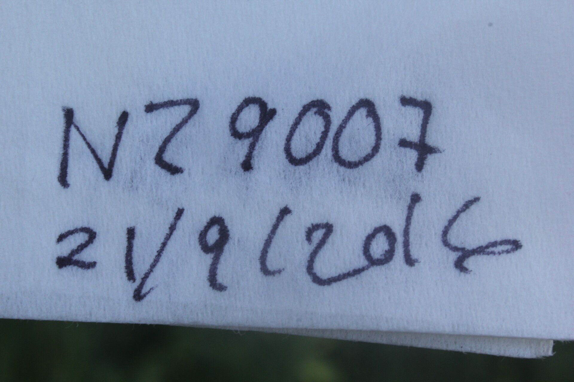 Eriocaulon seemannii fruit