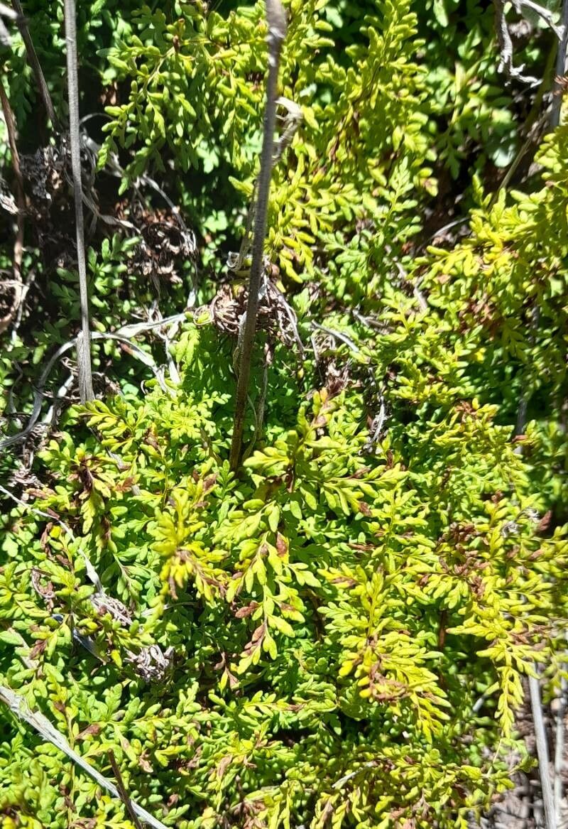 Cheilanthes hieronymi habit