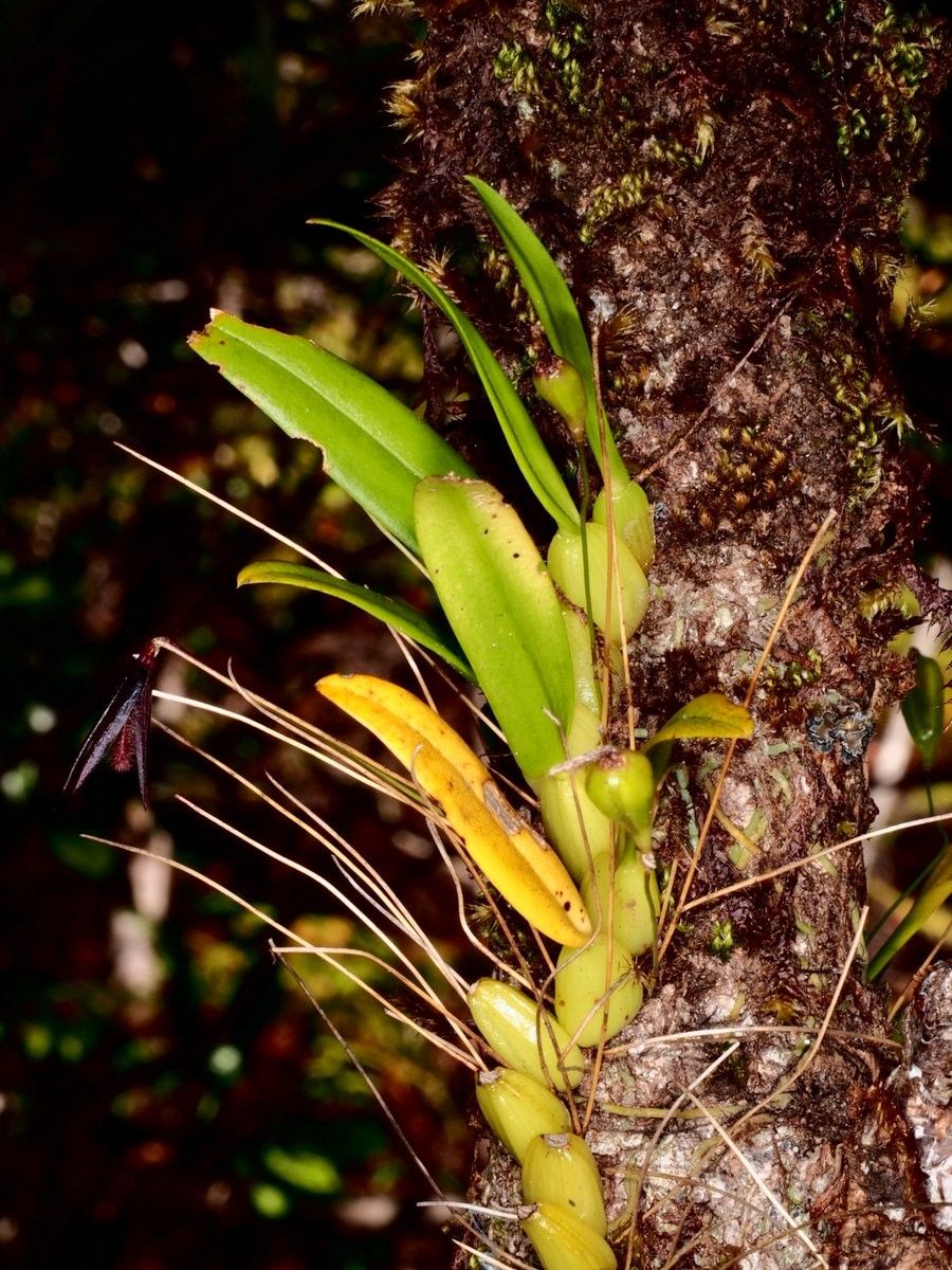 Bulbophyllum lophoglottis fruit