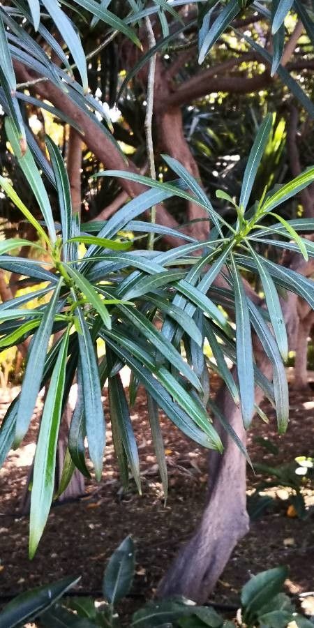 Thevetia neriifolia leaf