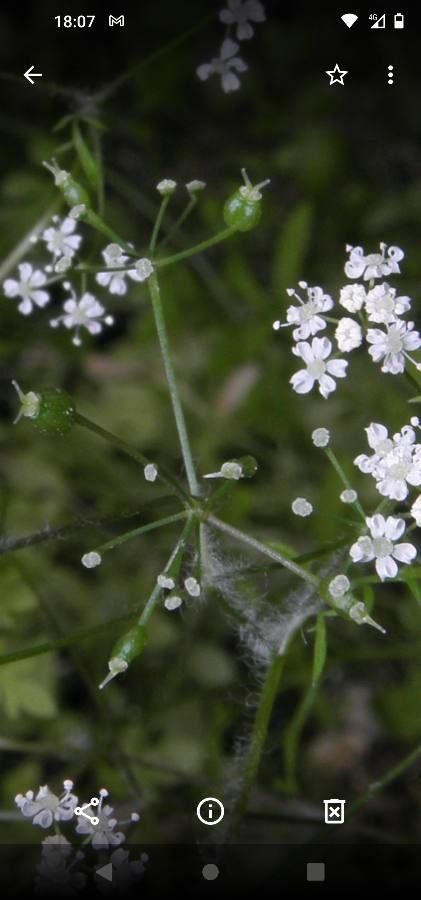 Conopodium bunioides fruit