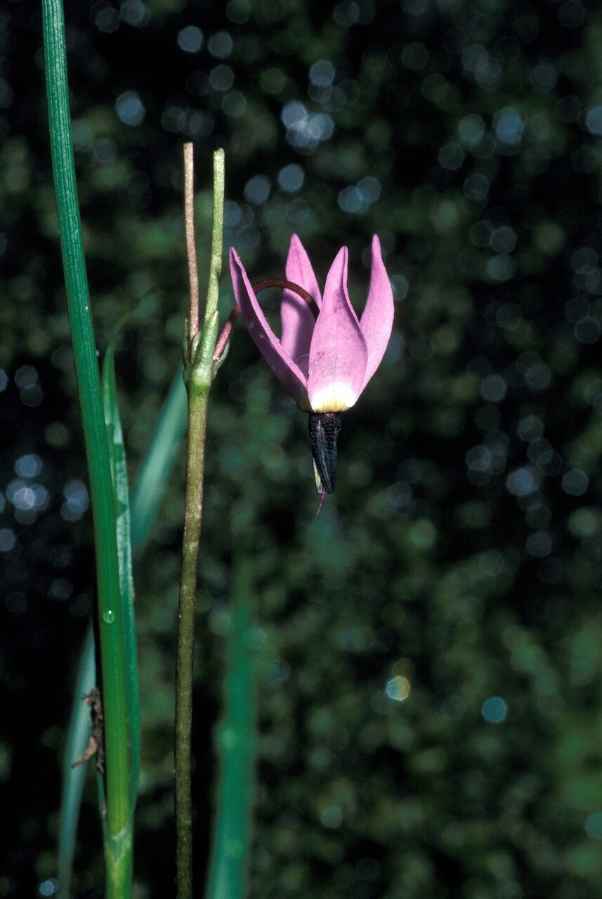 Dodecatheon alpinum flower
