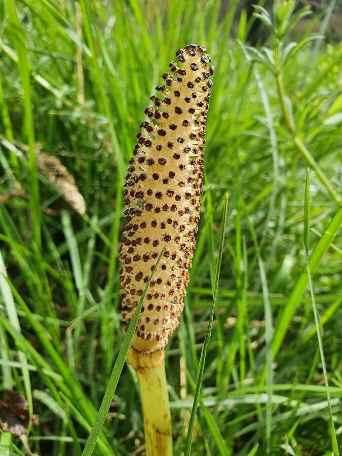 Equisetum fluviatile flower