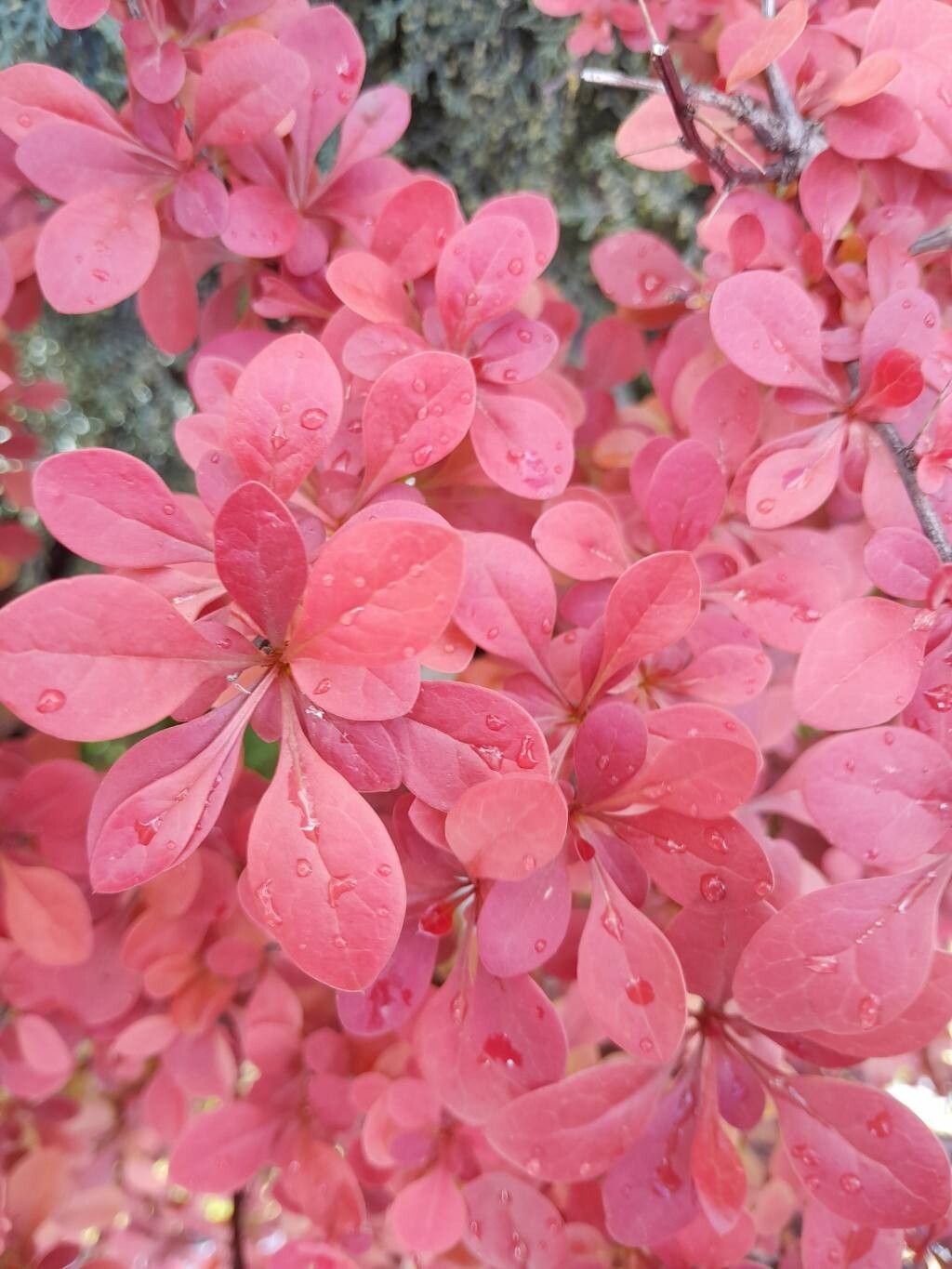 Berberis × ottawensis — search result for 'Berberis'
