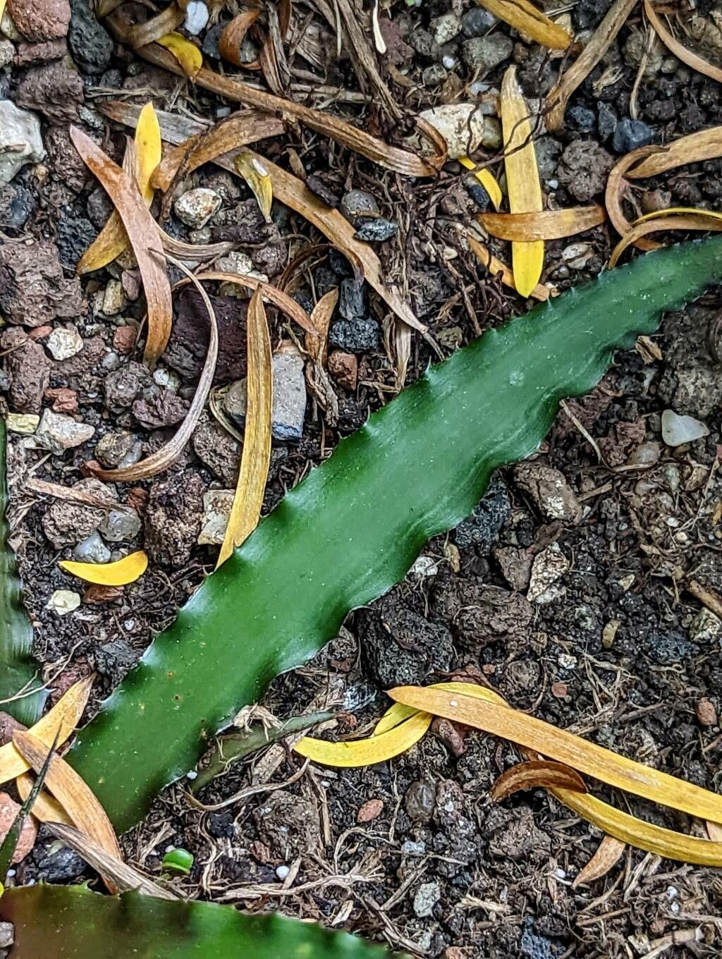 Cryptanthus warren-loosei leaf
