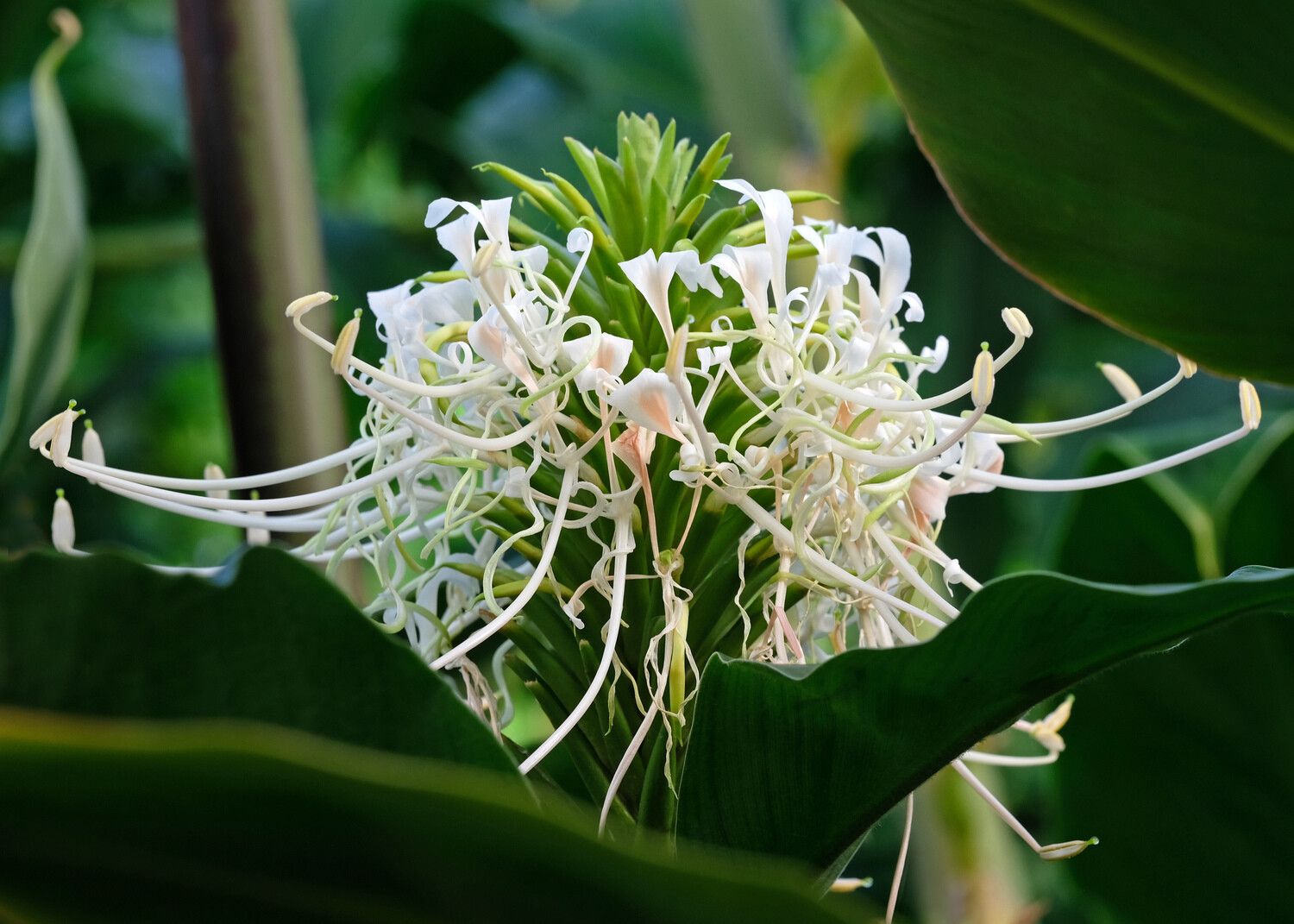 Costus tappenbeckianus flower