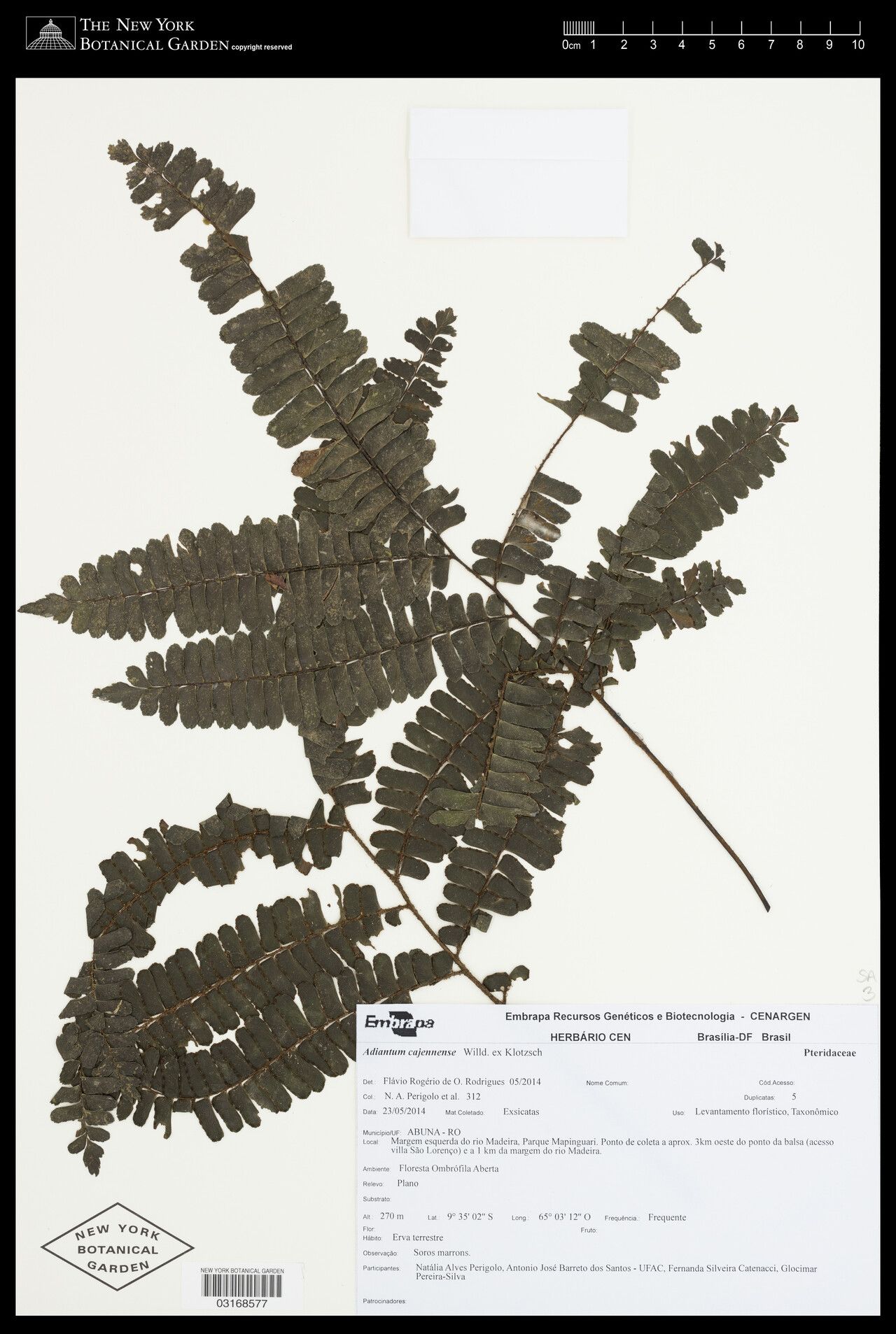 Adiantum cajennense other