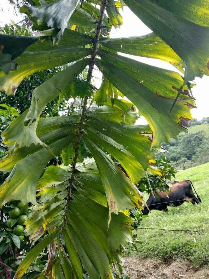 Aiphanes horrida leaf