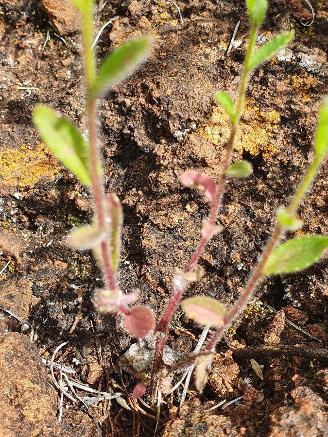 Campanula keniensis — houseplant care guide