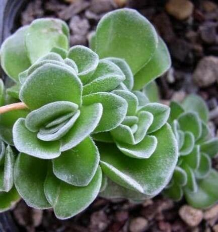 Crassula susannae leaf