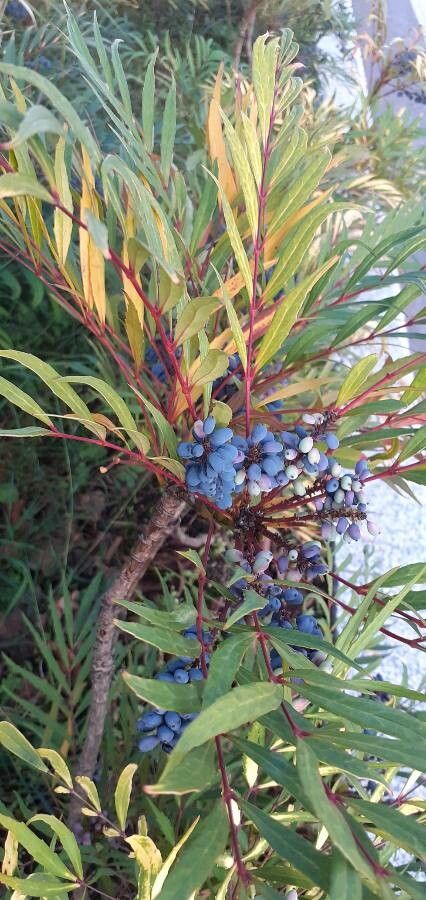 Mahonia fortunei fruit