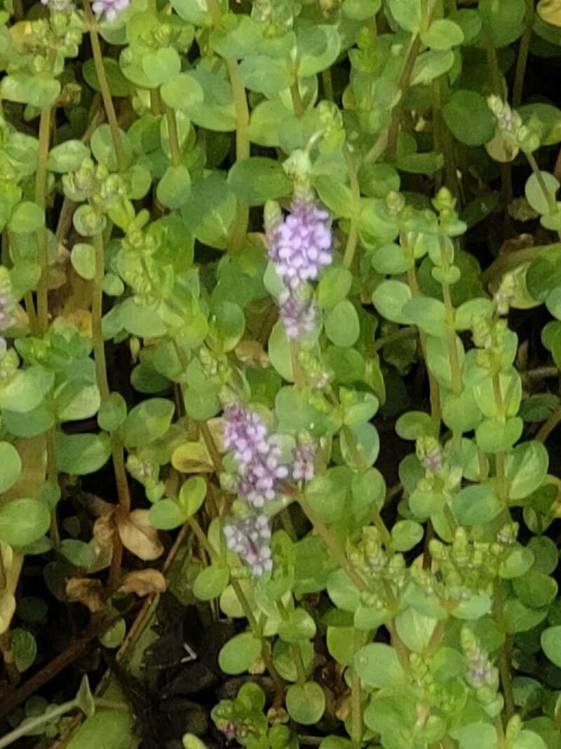 Rotala rotundifolia — search result for 'Laos'