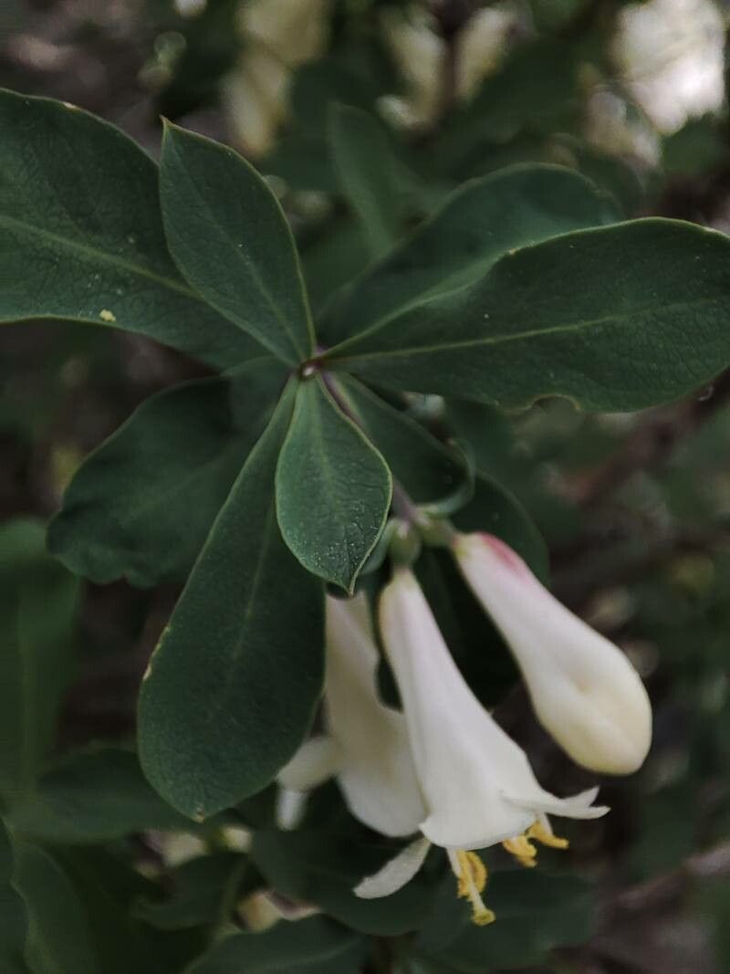 Lonicera pyrenaica — search result for 'Lonicera'