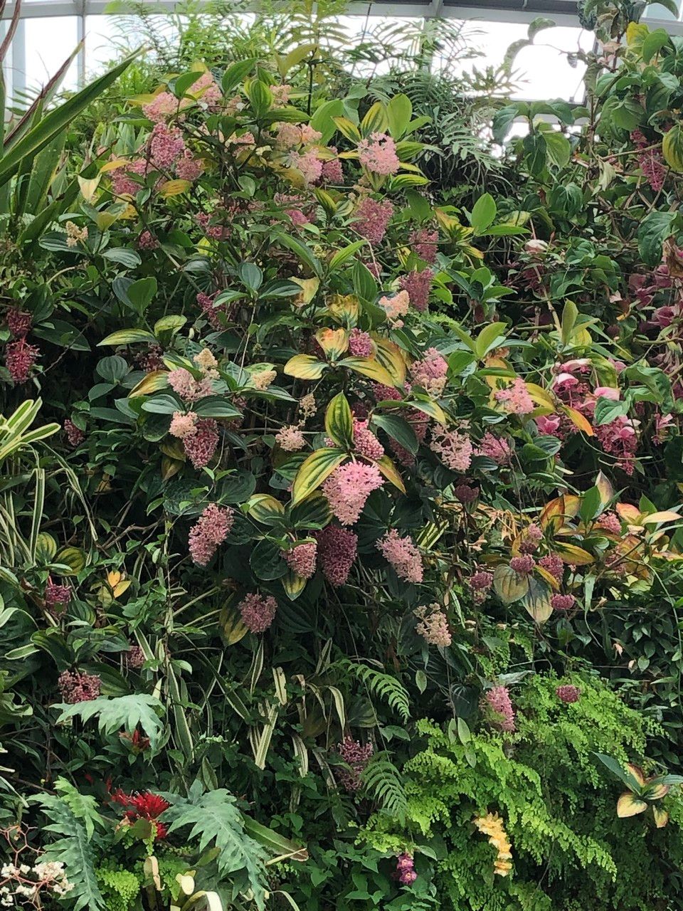 Medinilla multiflora habit