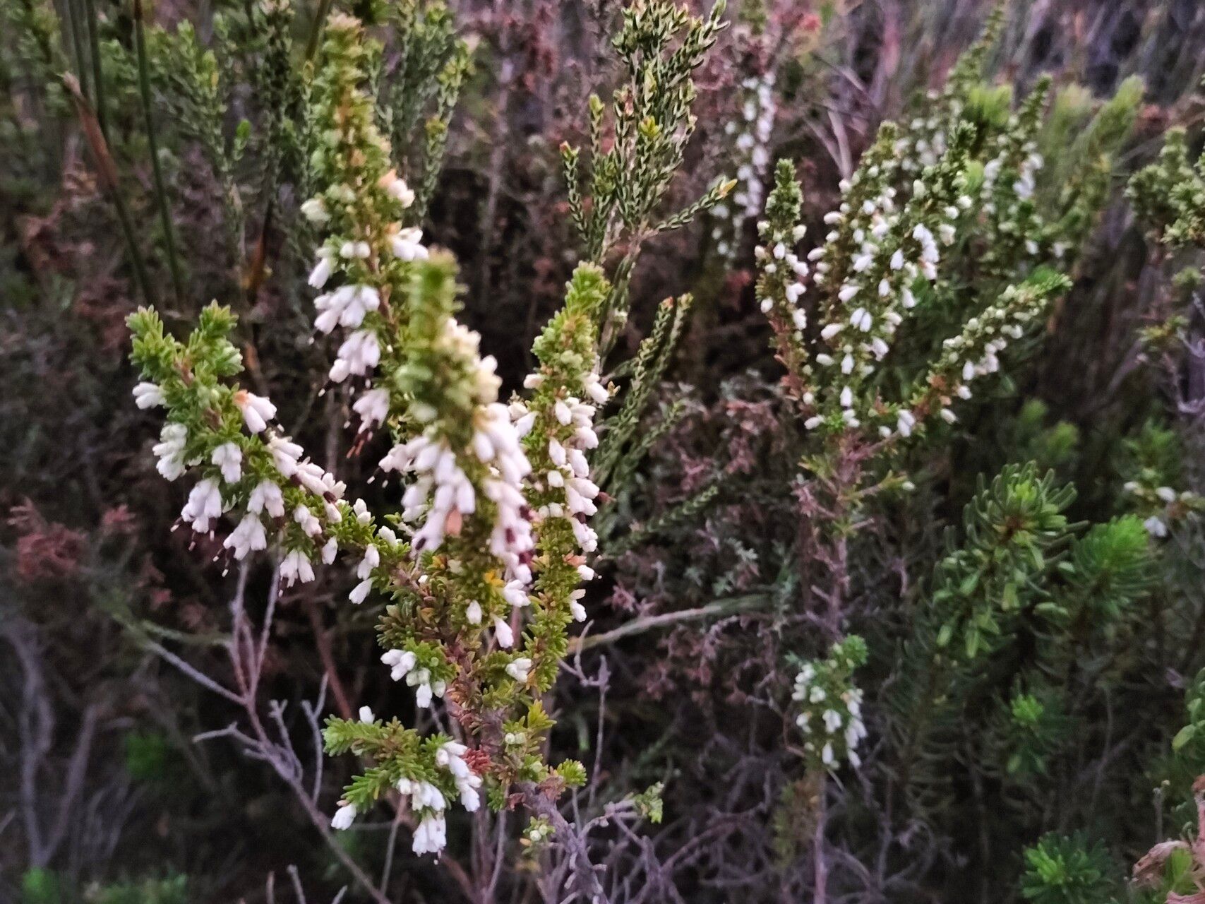 Erica imbricata — search result for 'Erica'