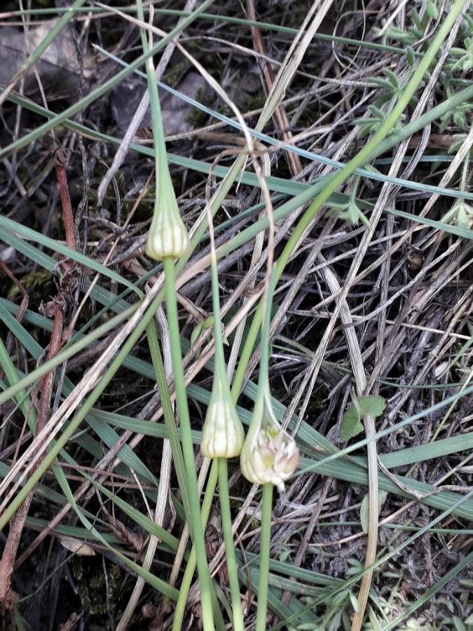 Allium oleraceum fruit