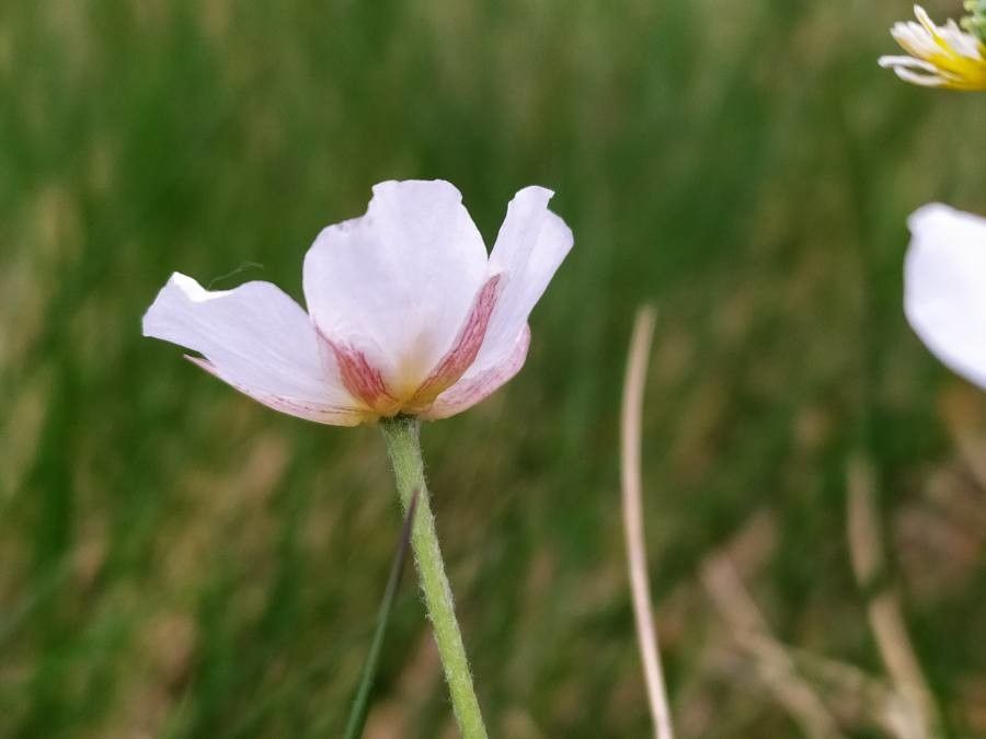 Ranunculus angustifolius flower