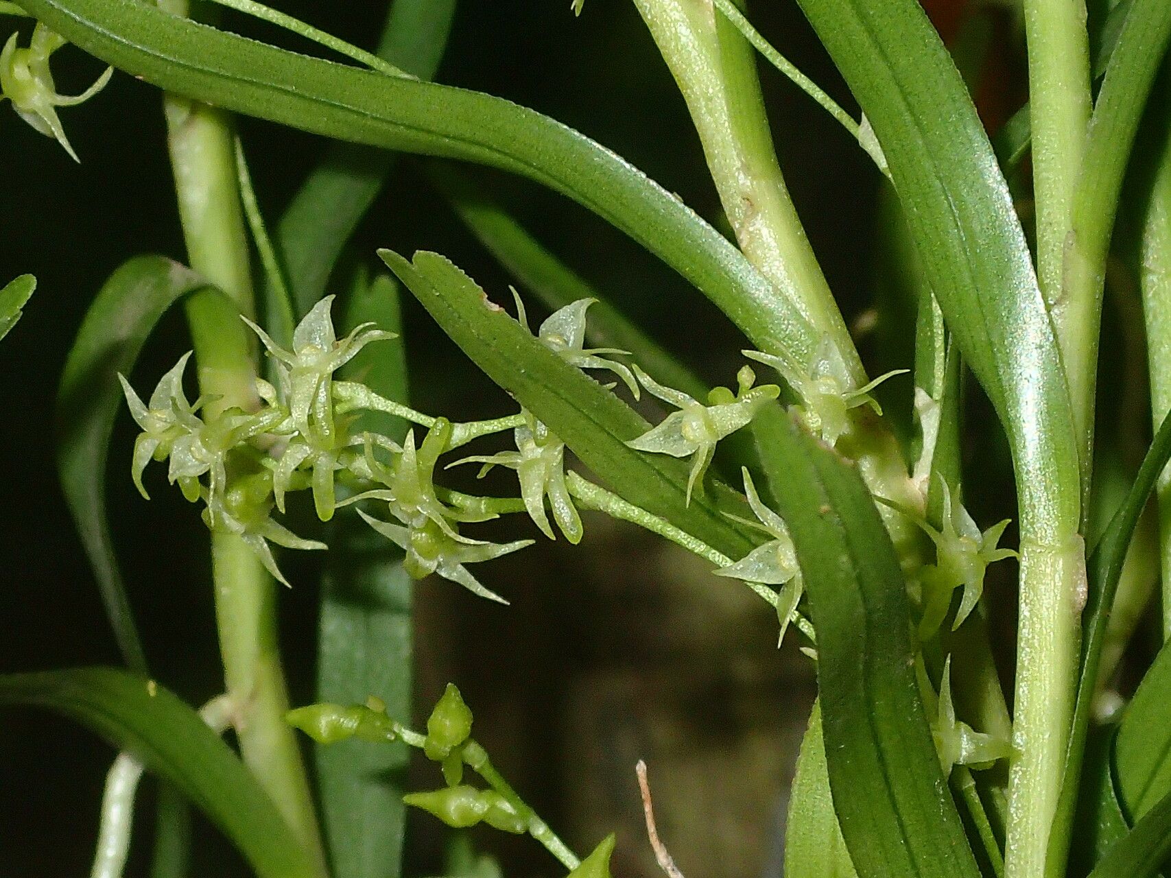 Angraecum musculiferum — houseplant care guide