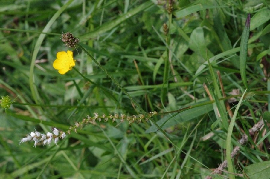 Polygonum viviparum — search result for 'Bistorta'