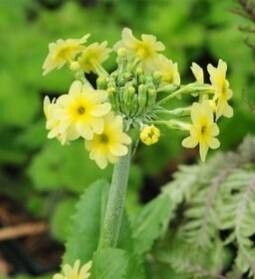 Primula luteola — houseplant care guide