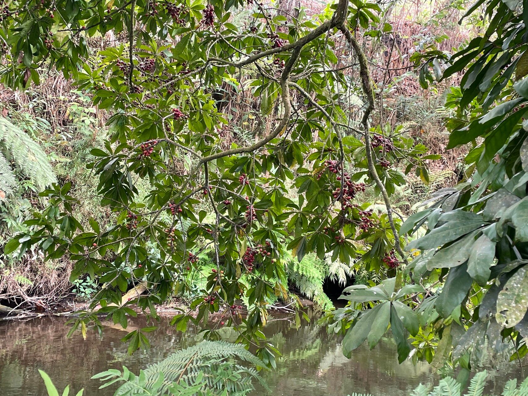 Synsepalum cerasiferum — houseplant care guide