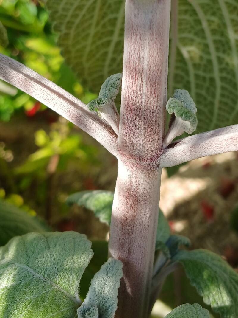 Coleus argentatus bark