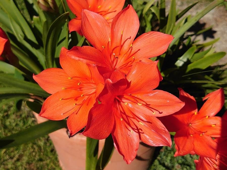 Cyrtanthus elatus flower