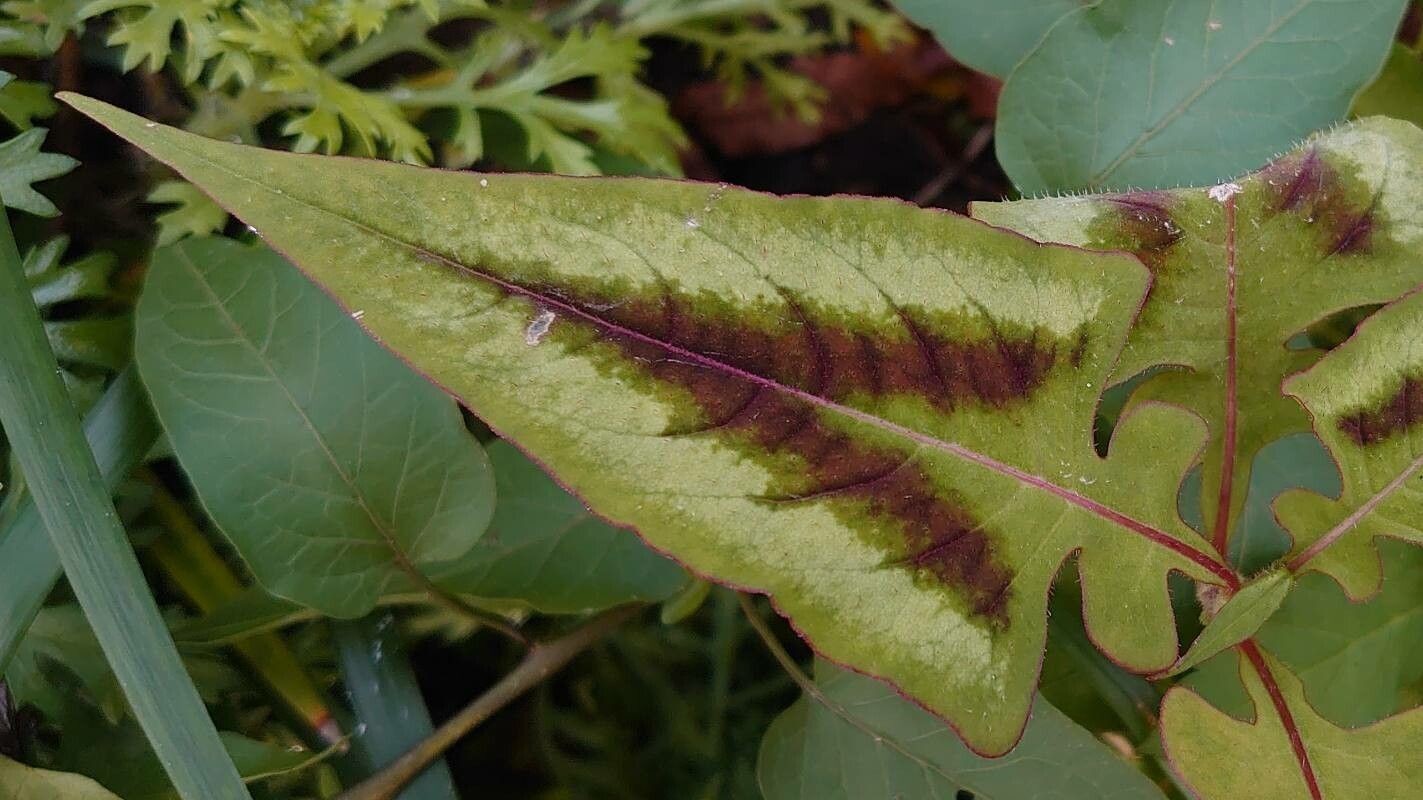 Persicaria runcinata — search result for 'Persicaria'