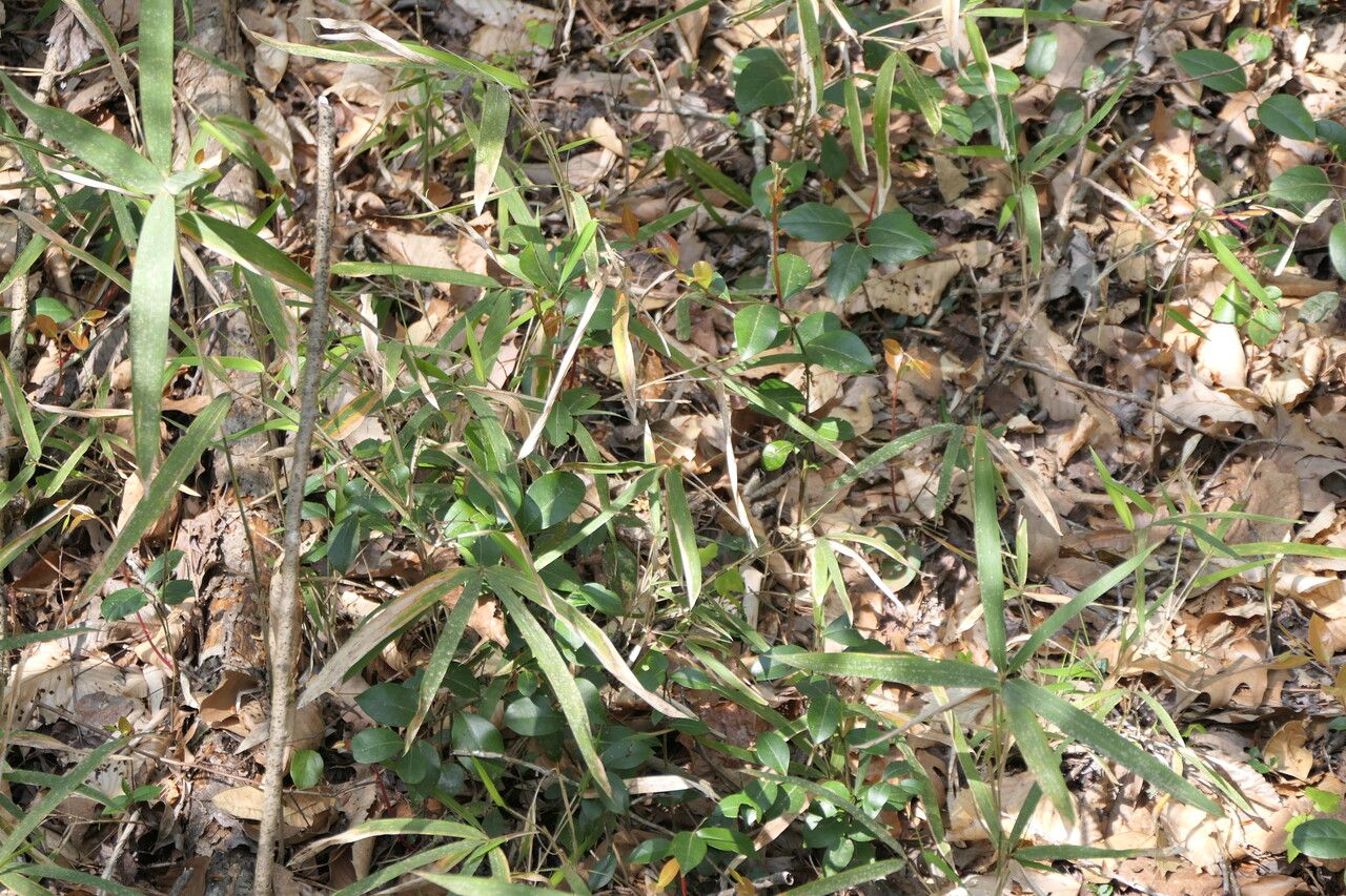 Arundinaria tecta — search result for 'Bamboo'