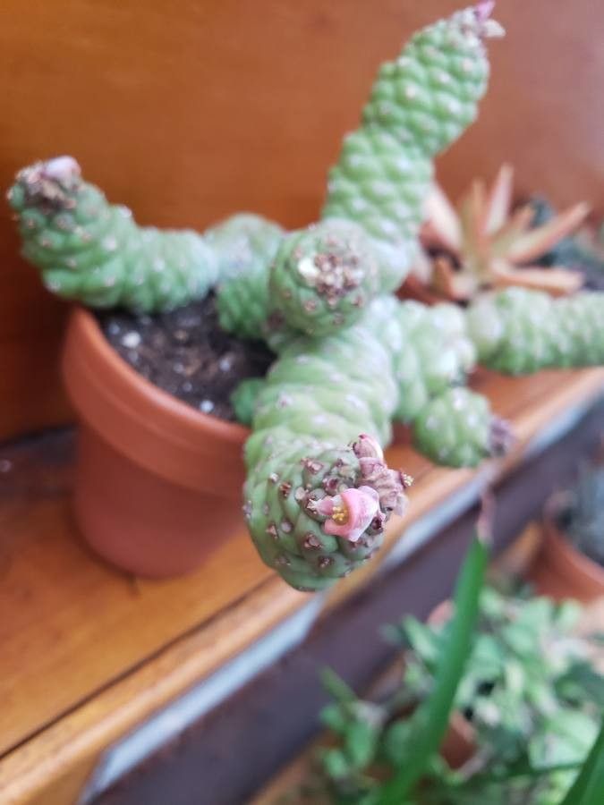 Euphorbia ritchiei flower