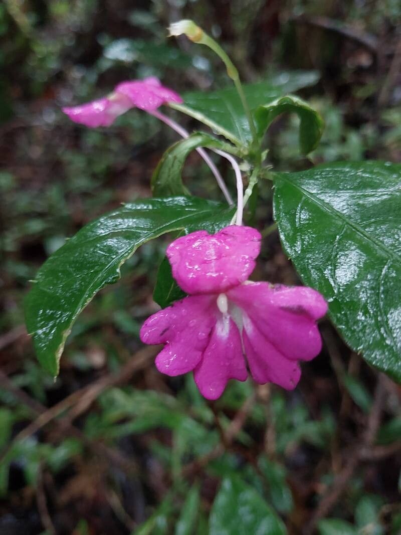 Impatiens firmula flower