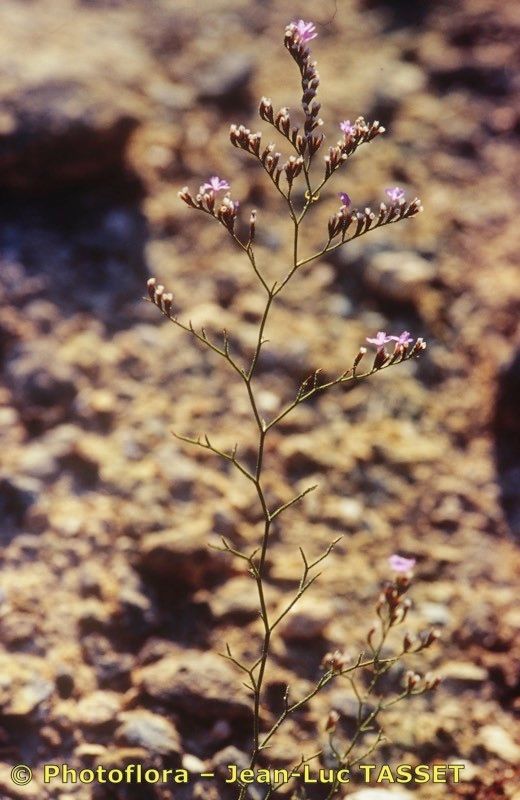 Limonium dubium flower