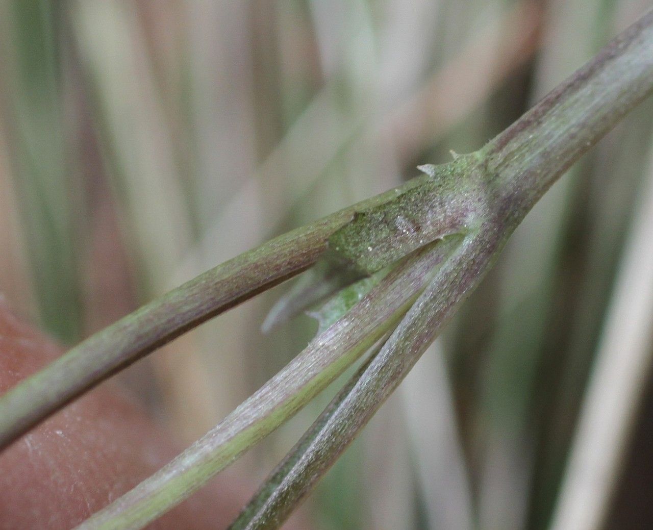 Viola laricicola bark