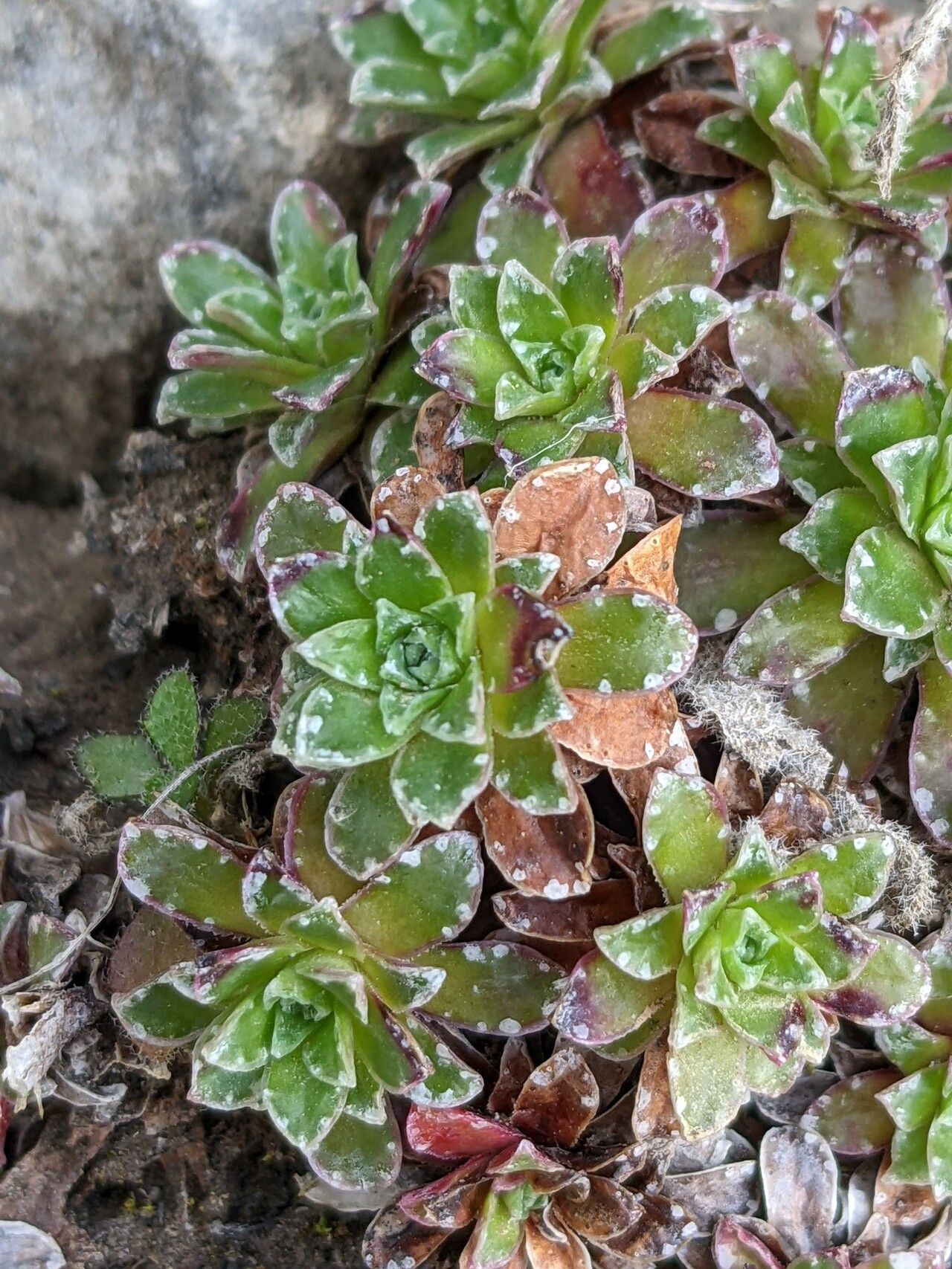 Saxifraga marginata leaf