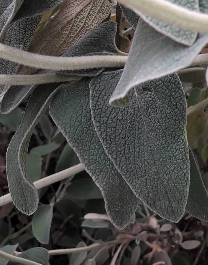 Phlomis fruticosa — search result for 'Cyprus'