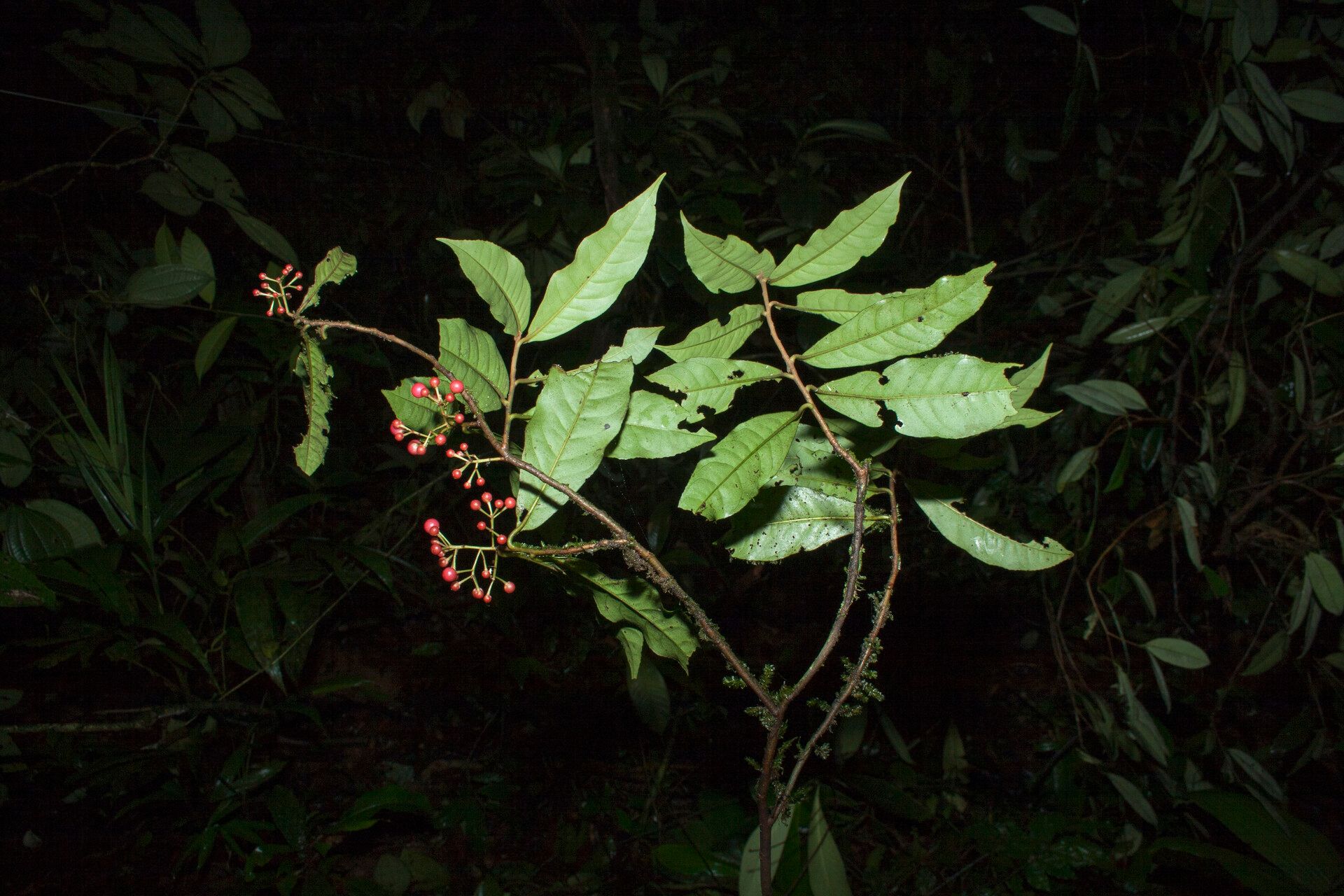 Ardisia guianensis other