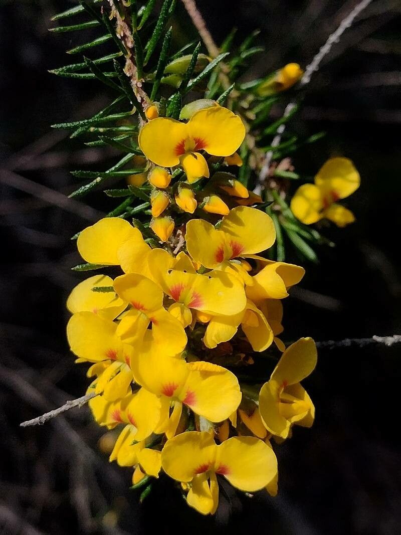 Dillwynia floribunda flower