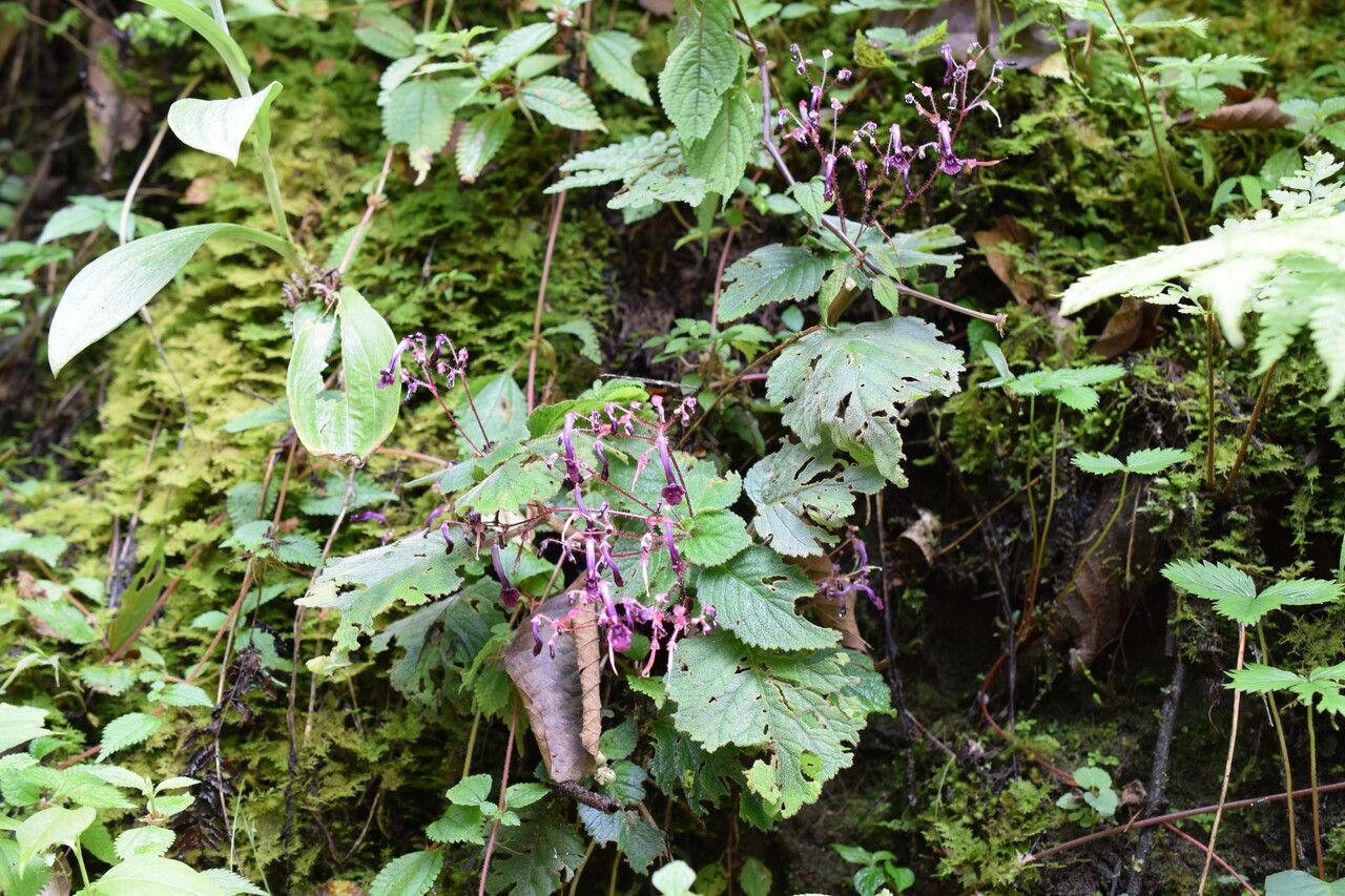 Didymocarpus albicalyx — related species from the same genus