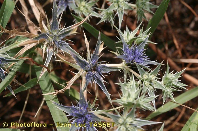 Eryngium galioides flower