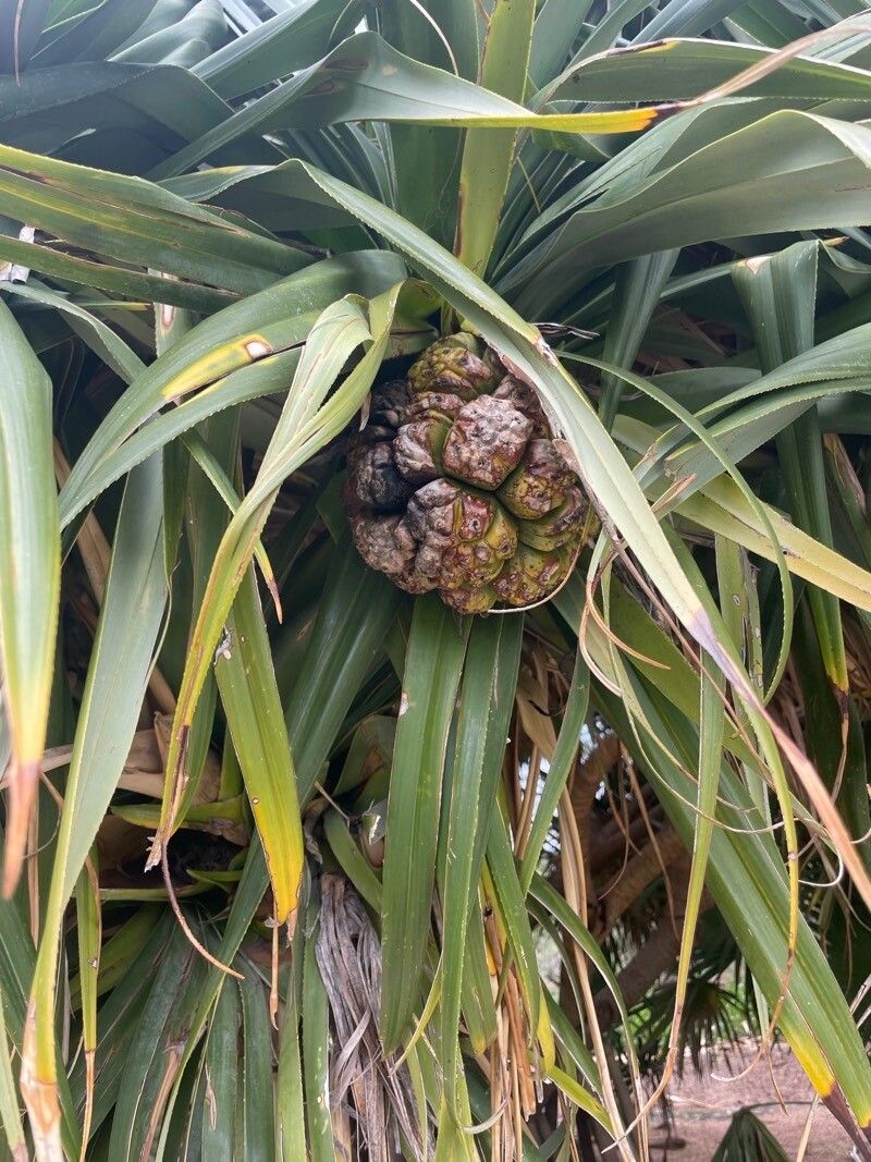 Pandanus odorifer fruit