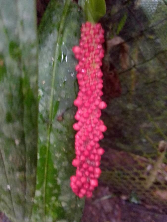 Anthurium bakeri flower