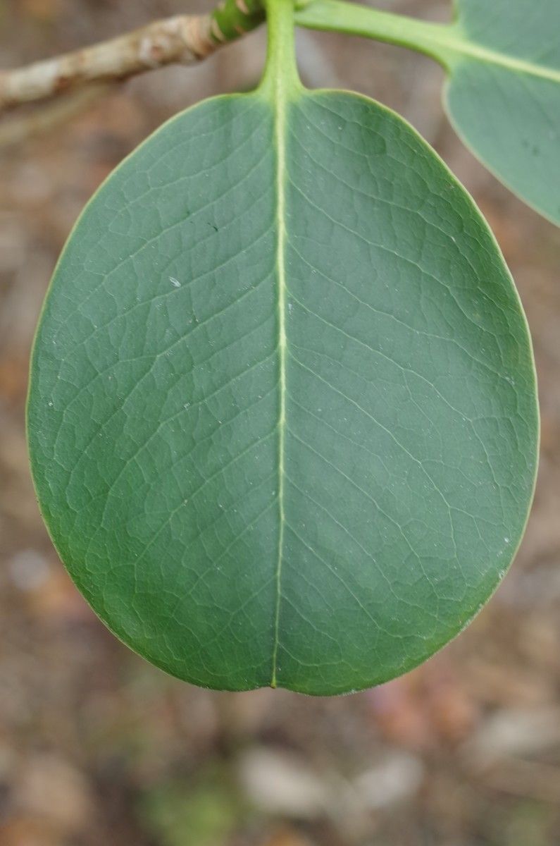 Rhododendron cyanocarpum leaf