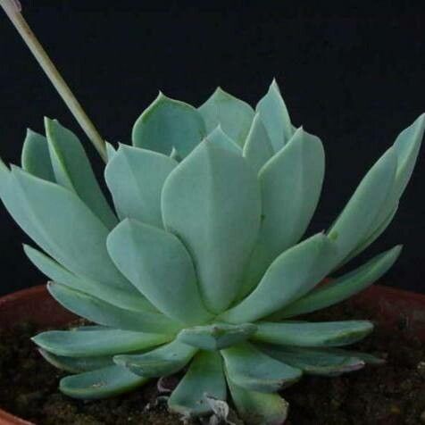 Echeveria tolucensis leaf
