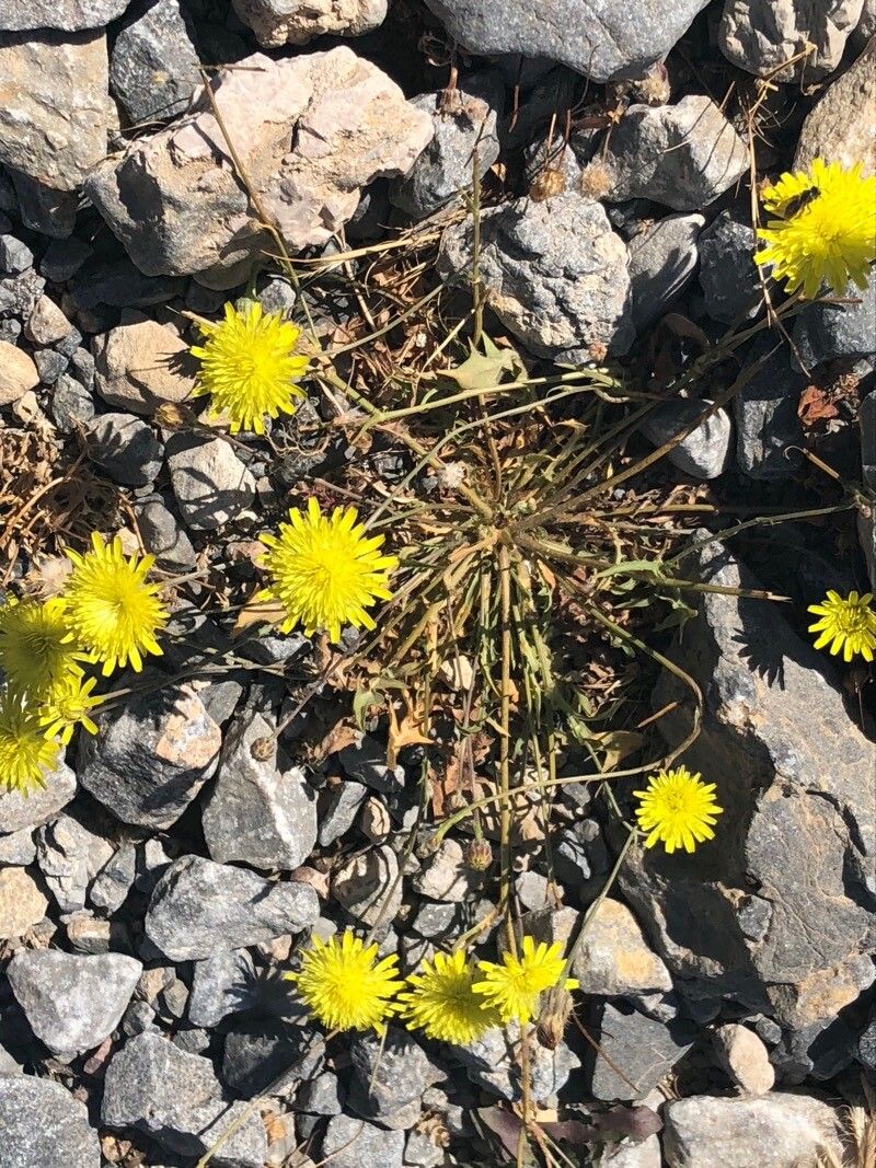 Hypochaeris cretensis flower