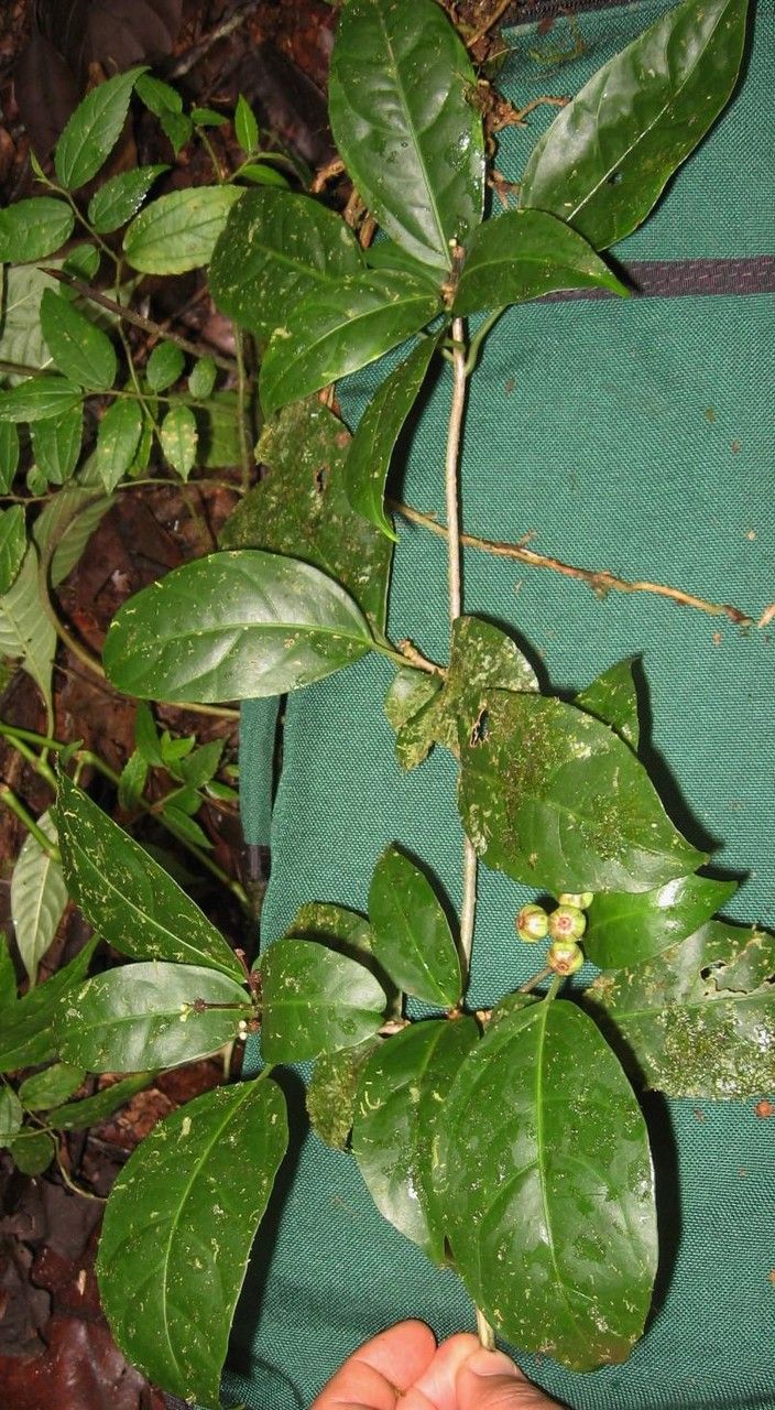 Dendropanax querceti other