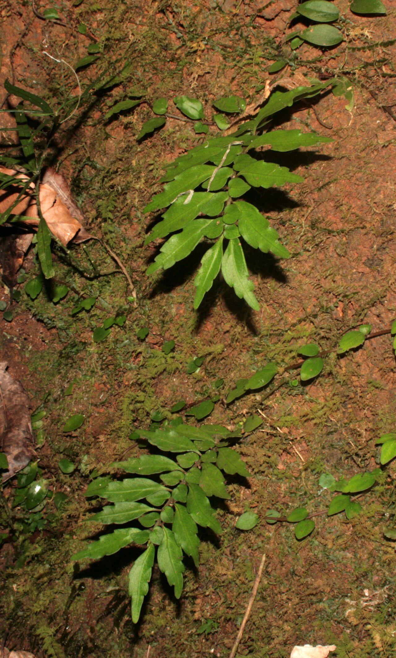 Pilea imparifolia habit