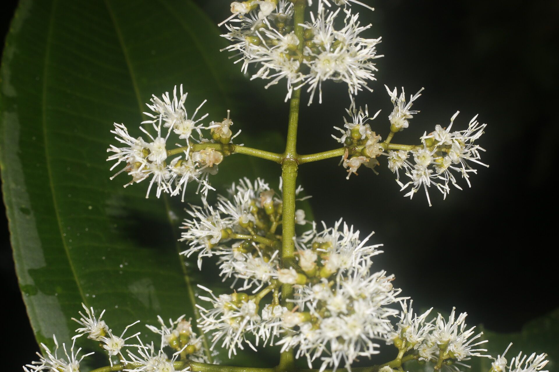 Miconia commutata flower