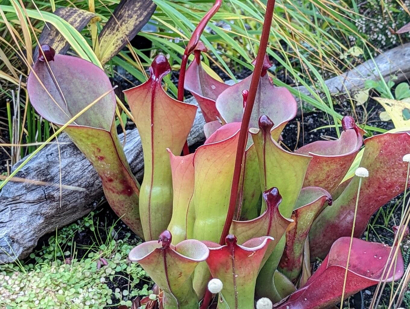Heliamphora ionasi leaf